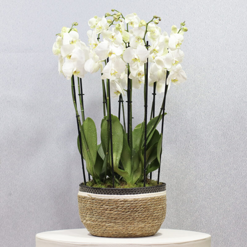 Fiery White