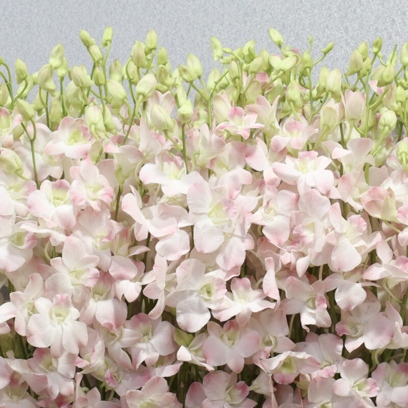 Diamond Baby Orchid 2 - Image 2