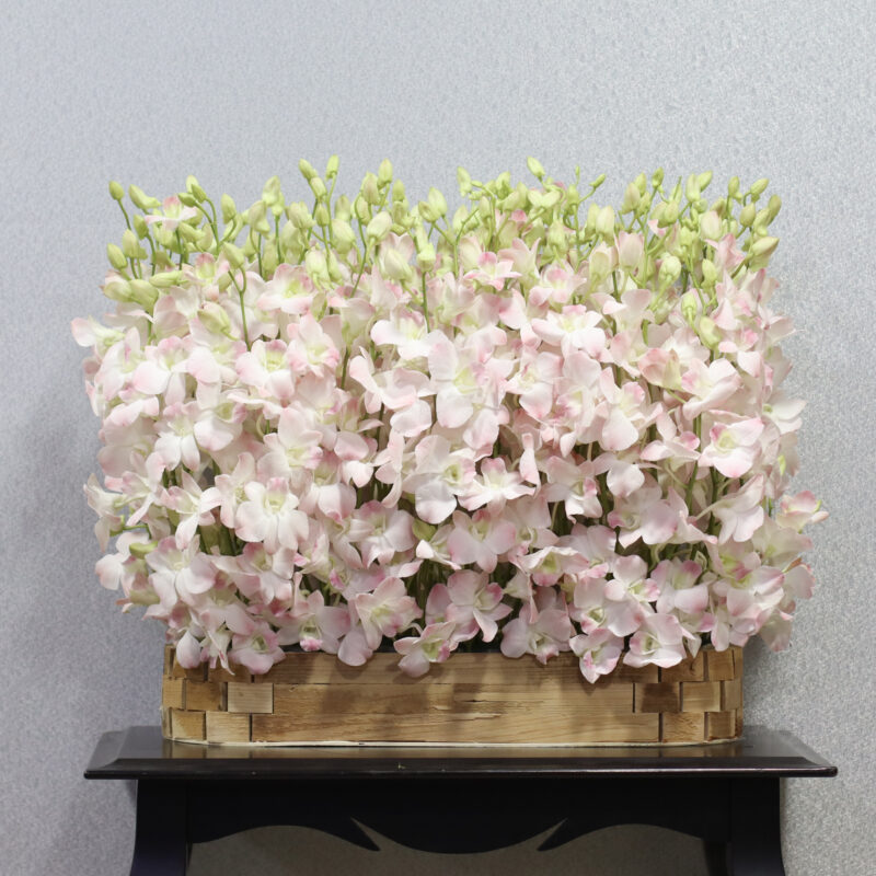Diamond Baby Orchid 2