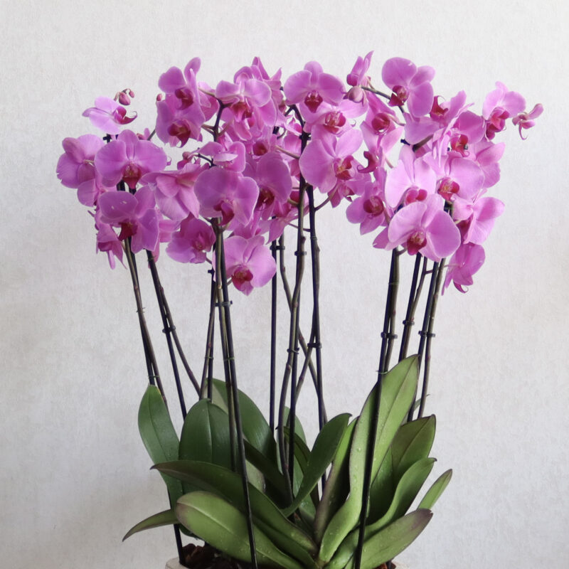 Alluring Blooms 2 - Image 2
