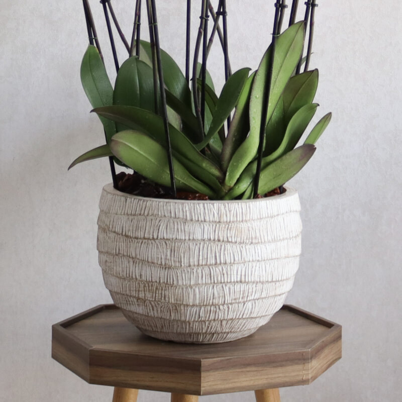 Alluring Blooms 2 - Image 3