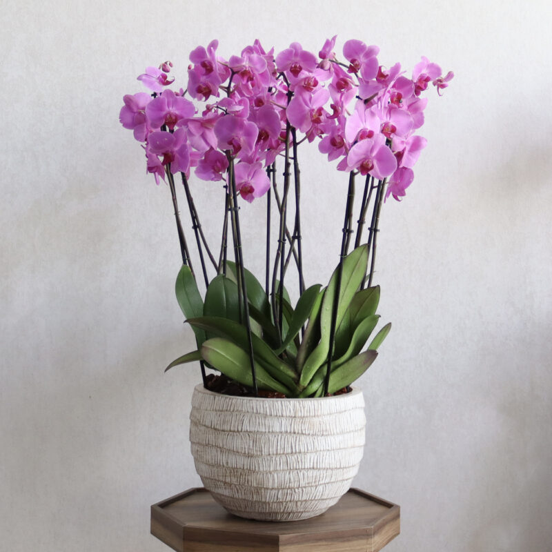 Alluring Blooms 2