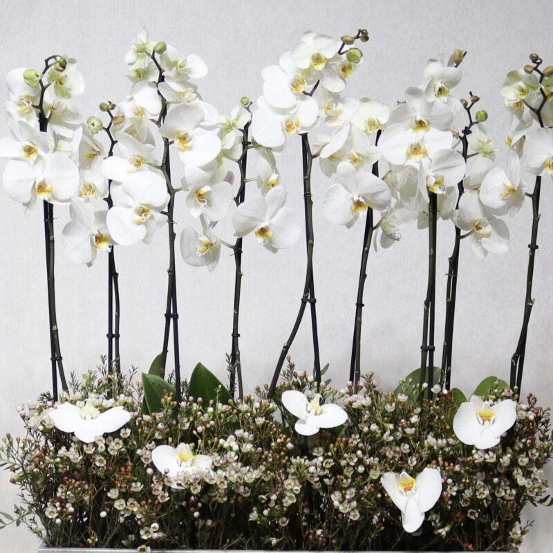 Heaven White - Image 2