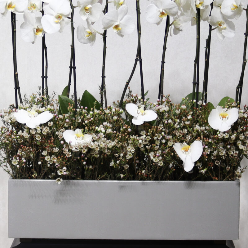 Heaven White - Image 3
