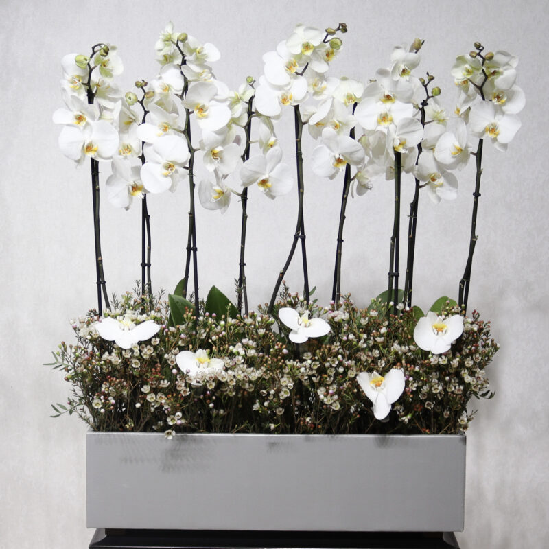 Heaven White