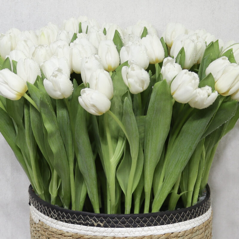 Special White Tulip - Image 2