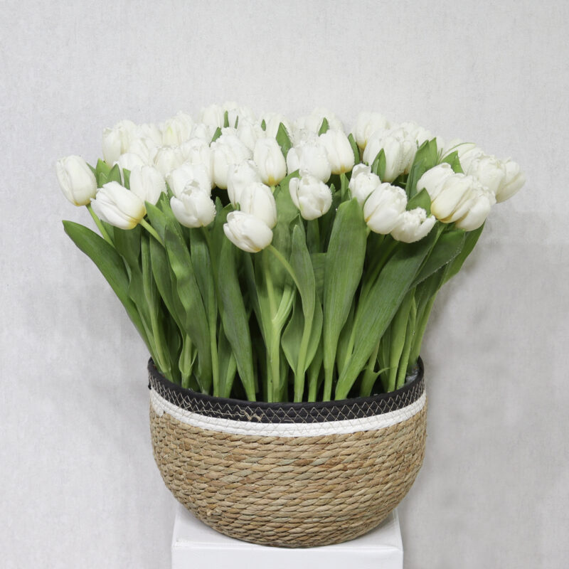Special White Tulip