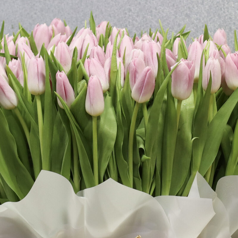 Special pink Tulip - Image 2