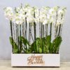 Fancy Orchids