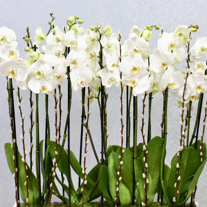Fancy Orchids - Image 3