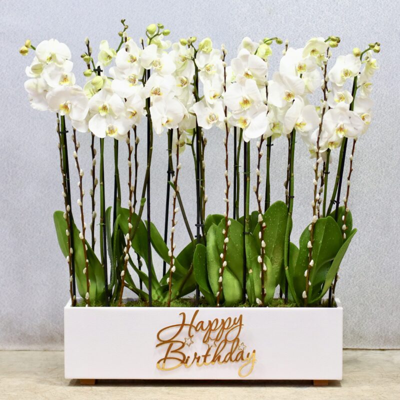 Fancy Orchids