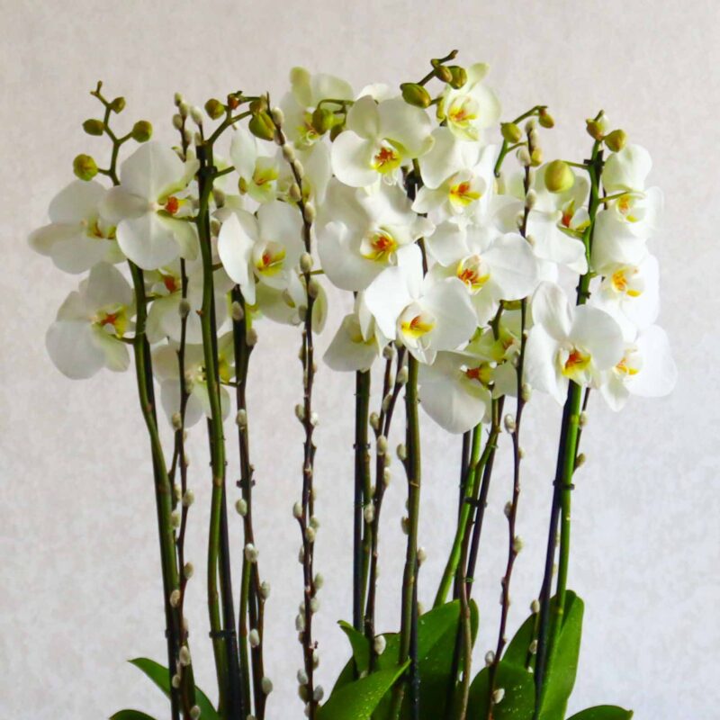 Fiery White - Image 2