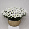 Blooming Chrysanthemum 2