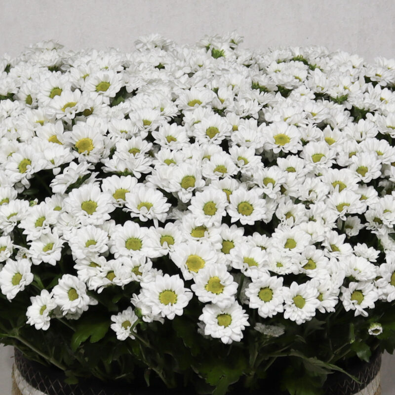 Blooming Chrysanthemum 2 - Image 2