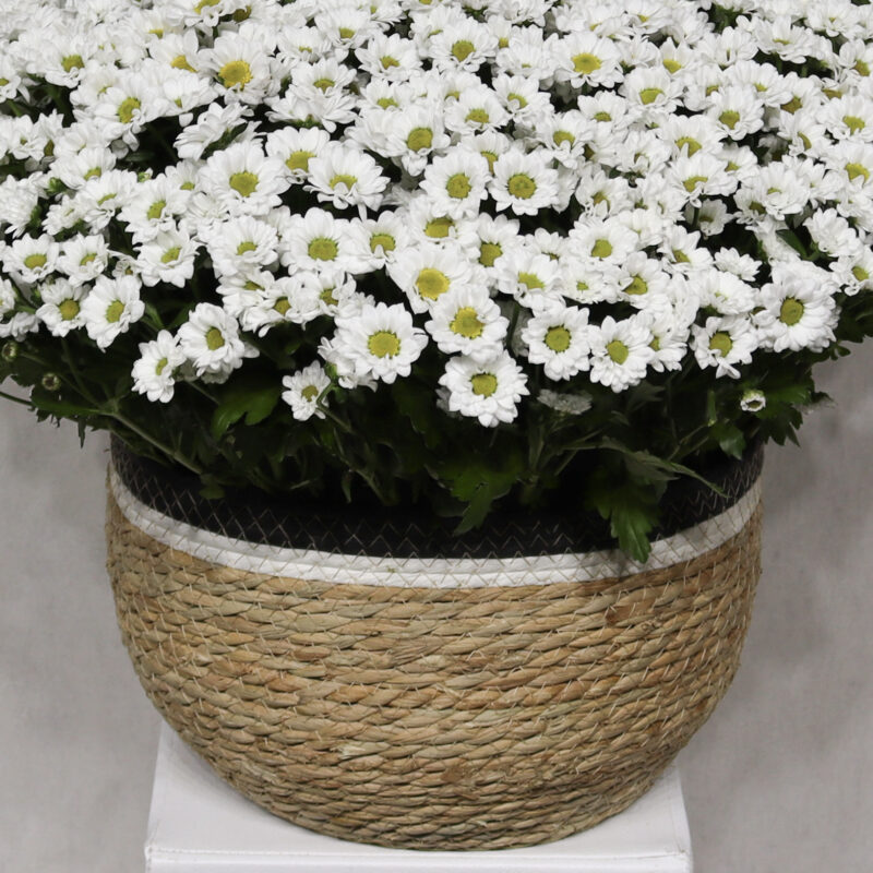 Blooming Chrysanthemum 2 - Image 3
