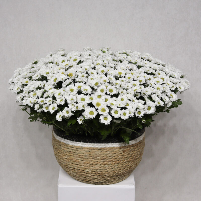 Blooming Chrysanthemum 2