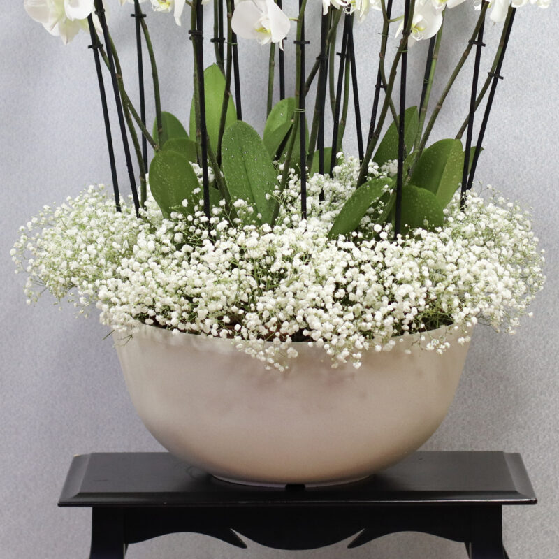 Alluring Blooms White - Image 3