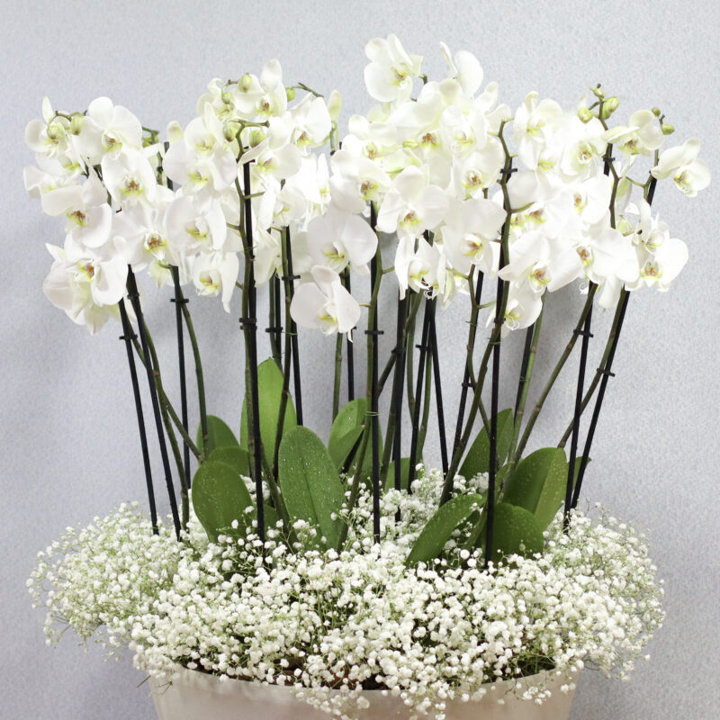 Alluring Blooms White - Image 2
