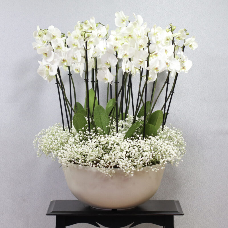 Alluring Blooms White