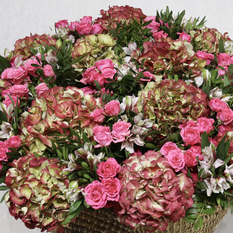 Beauty Garden Star - Image 2