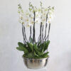 Elegant Orchid