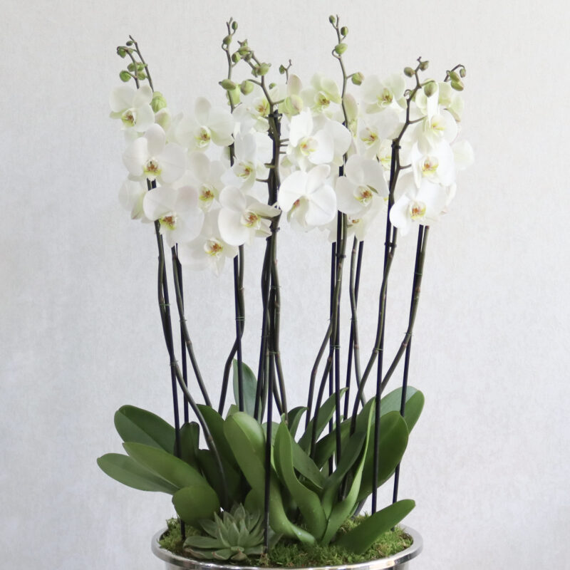 Elegant Orchid - Image 2