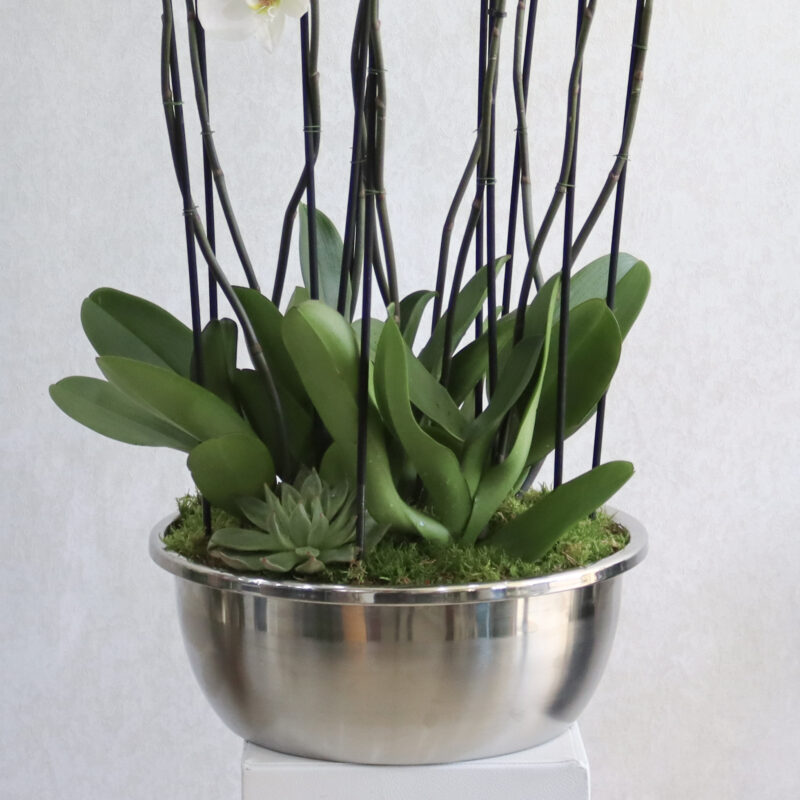 Elegant Orchid - Image 3