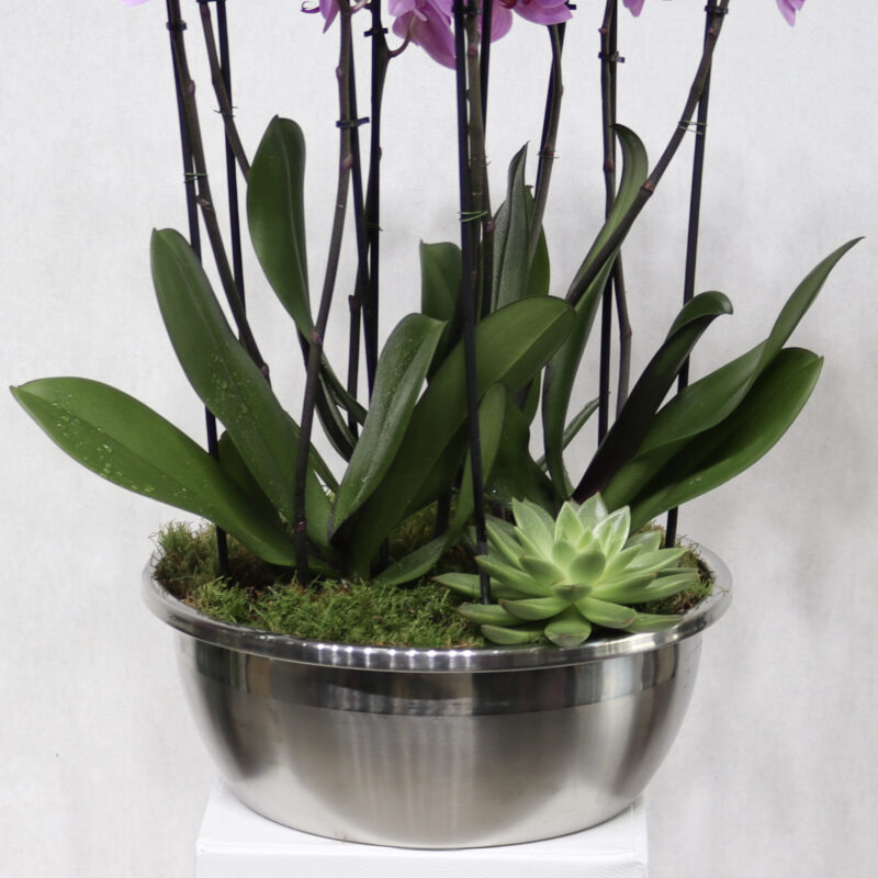 Elegant Orchid Pink - Image 3