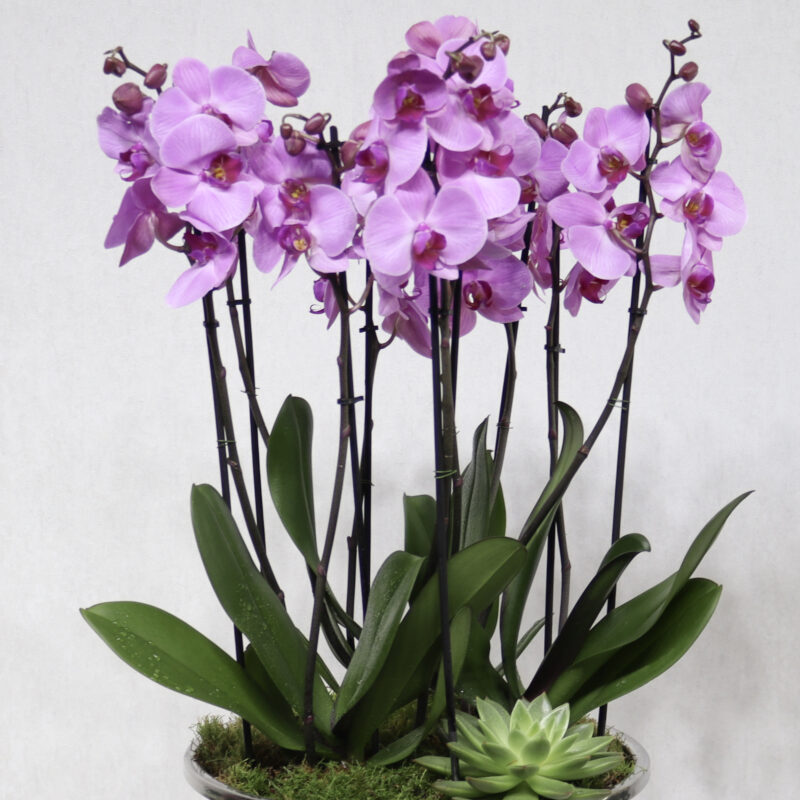 Elegant Orchid Pink - Image 2