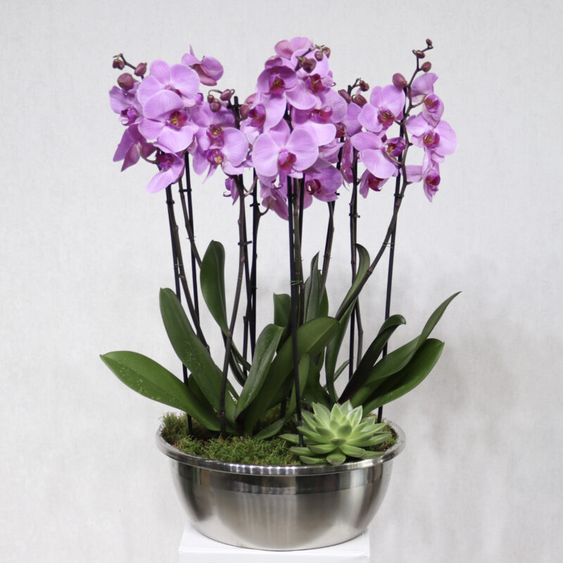 Elegant Orchid Pink