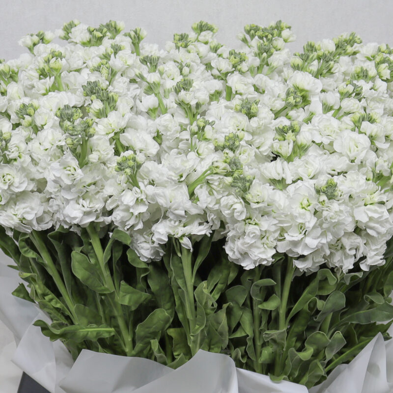 Matthiola white - Image 2