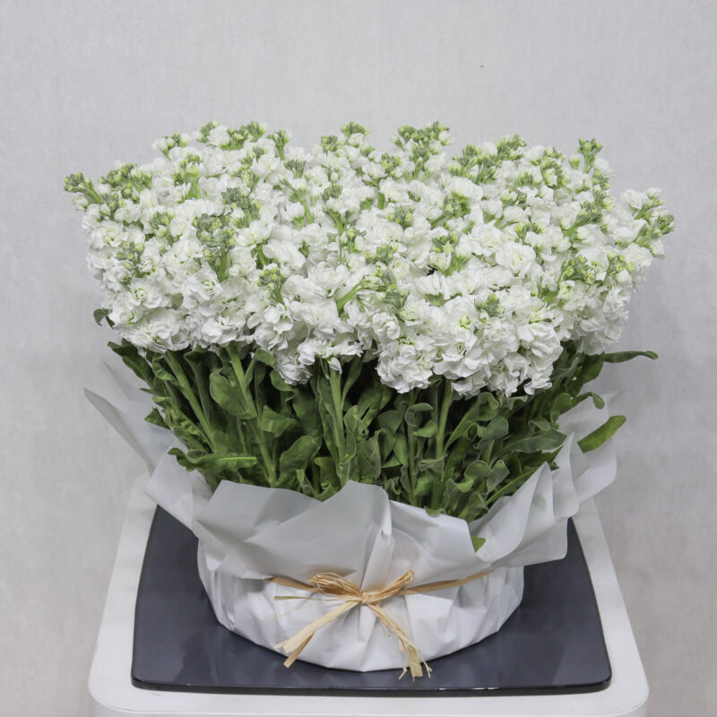 Matthiola white