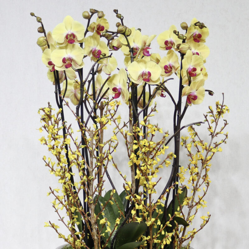 Forsythia Haven - Image 2