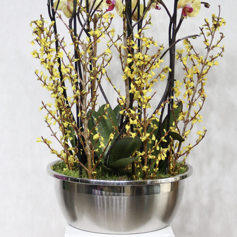 Forsythia Haven - Image 3