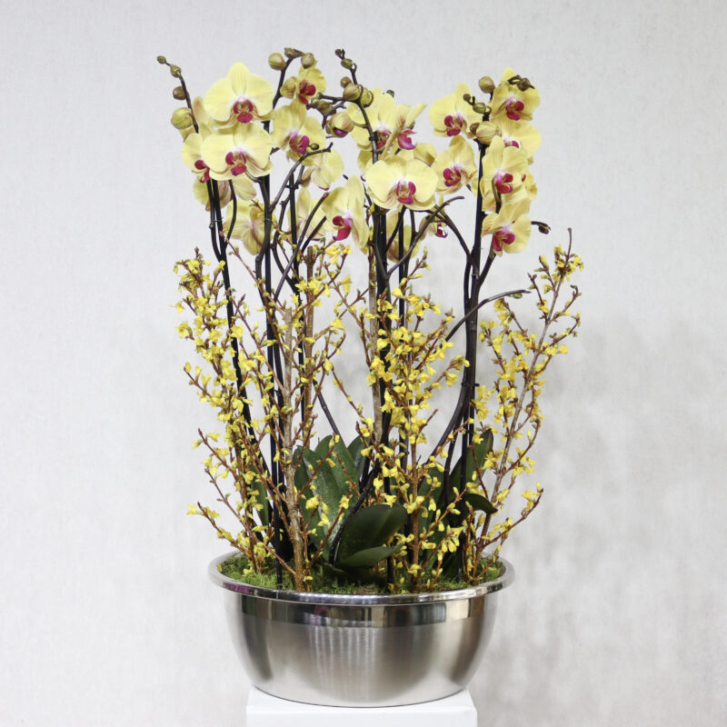 Forsythia Haven