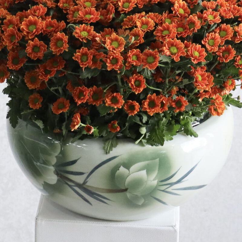 Bright Chrysanthemum - Image 3
