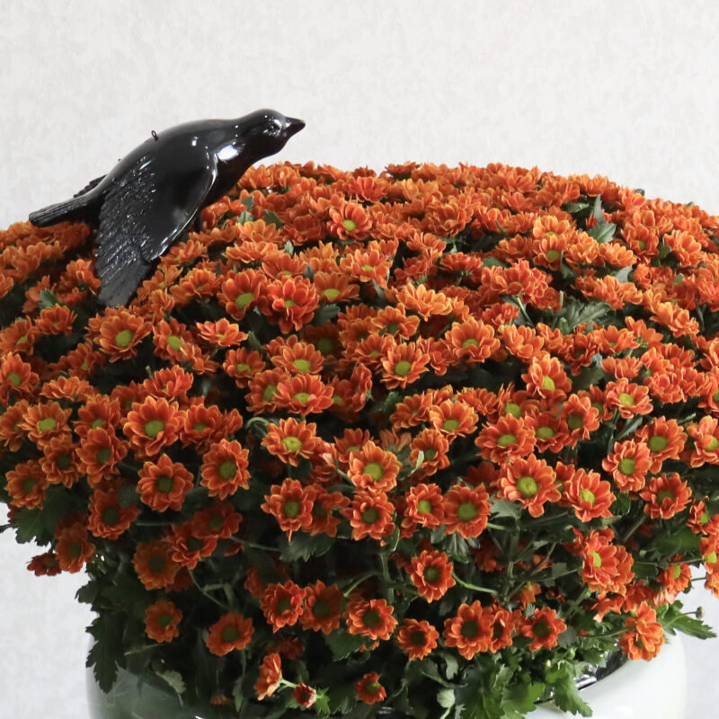 Bright Chrysanthemum - Image 2