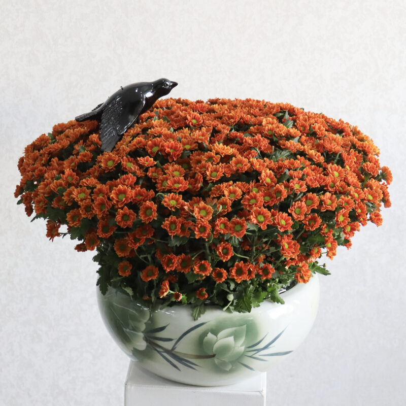 Bright Chrysanthemum