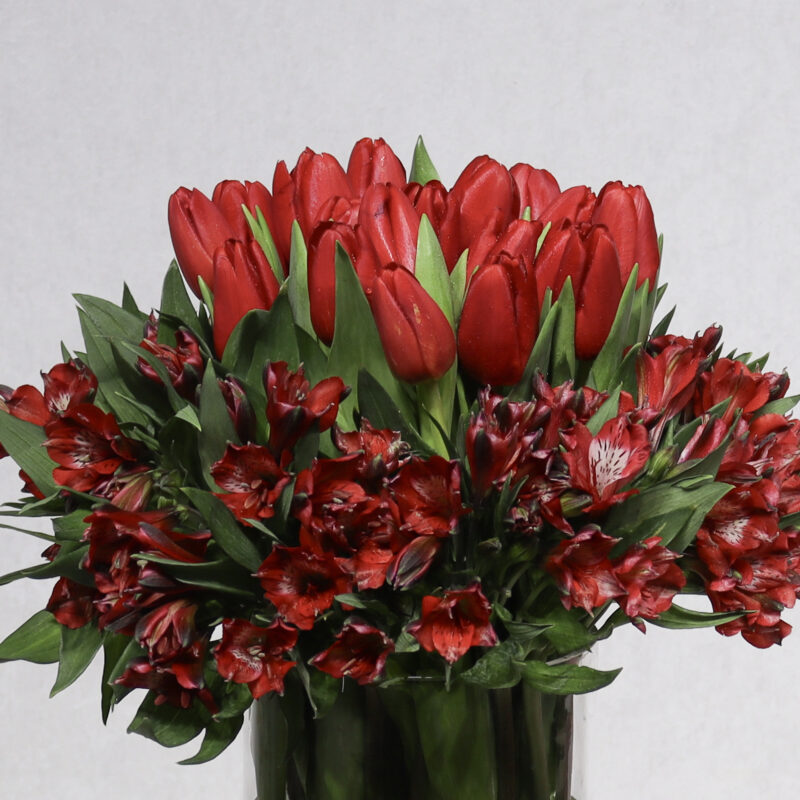 Ossam Bloom Red tulip - Image 2