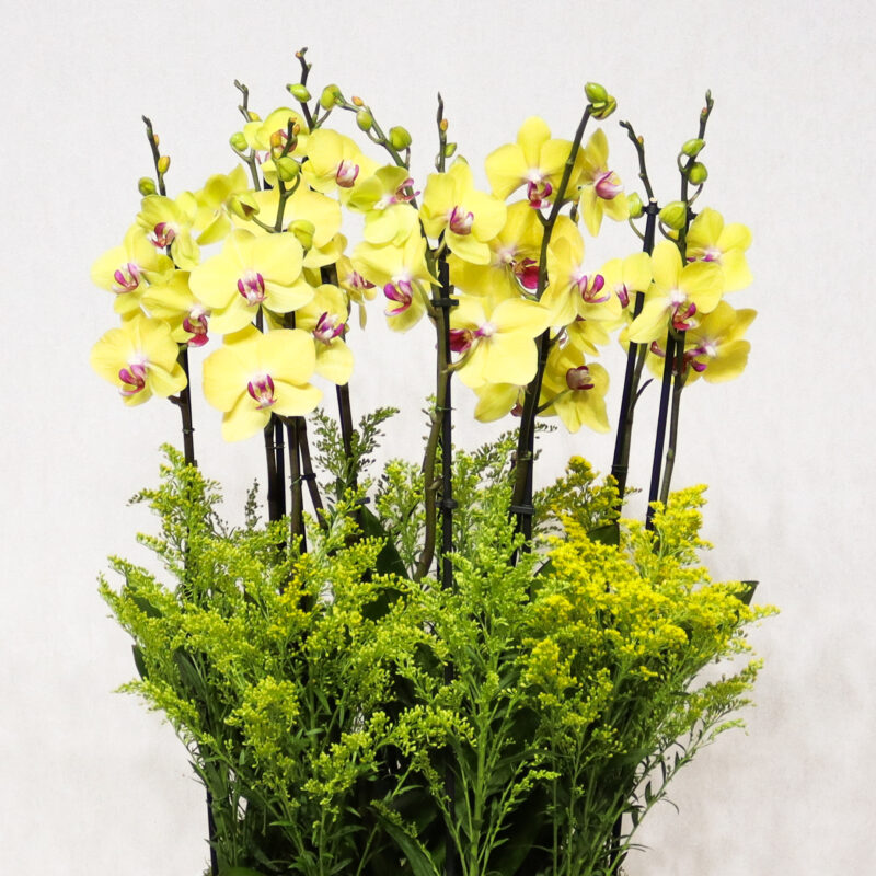 Gold Blooms - Image 2