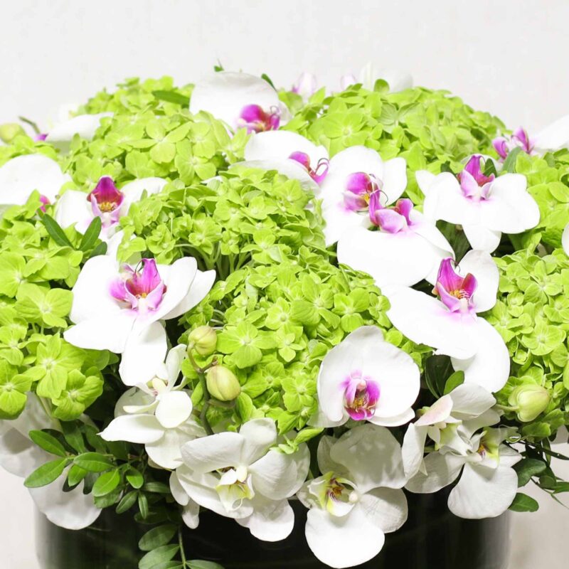 Garden Wisper - Image 2