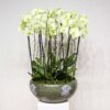 Prestige Orchids 2