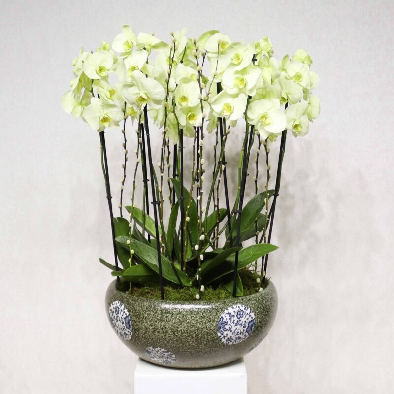 Prestige Orchids 2