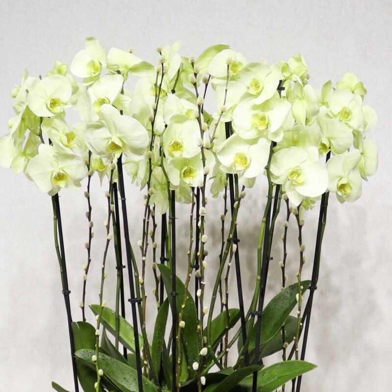 Prestige Orchids 2 - Image 2