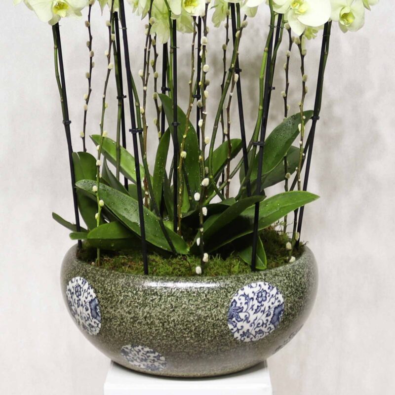 Prestige Orchids 2 - Image 3