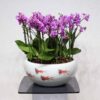 Upscale Mini Orchids