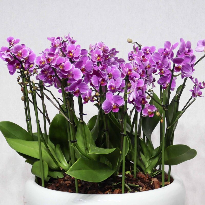 Upscale Mini Orchids - Image 2