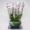 Prestige Orchids