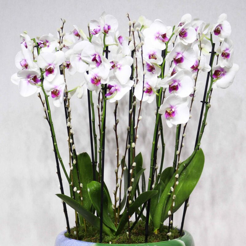 Prestige Orchids - Image 2