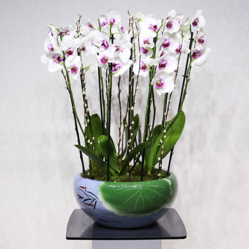 Prestige Orchids